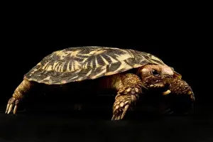 Panzerkuchen-Schildkröte (Malacochersus tornieri)
