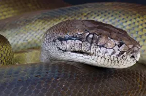 Gerahmter Druck : Papua-Python / Apodora papuana Gerahmter Druck : Papua-Python / Apodora papuana
