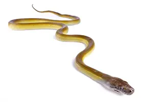 Papua-Nagaranaspitze, Apodora papuana