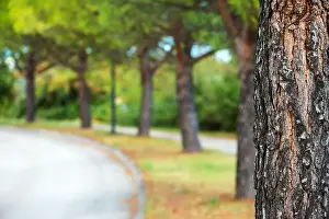 Blick auf einen Parkbaum mit verblassem Hintergrund und einem abstrakten Sommerhimmel als Naturfond