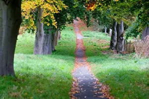 Weg durch Bäume
