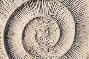 Muster der Natur.Spiral im Schalenmuster.Hintergrund.Portugal, Europa