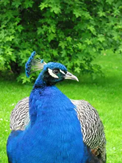 Pfau (Pavo cristatus) im Freien.