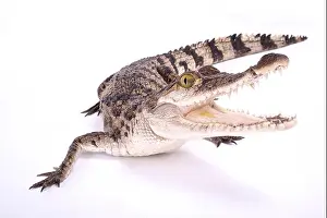 Gerahmter Druck : Philippinischer Krokodil, Crocodylus mindorensis Gerahmter Druck : Philippinischer Krokodil, Crocodylus mindorensis