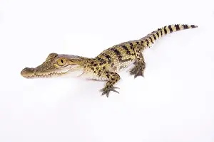 Philippinischer Krokodil, Crocodylus mindorensis