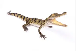 Gerahmter Druck : Philippinischer Krocodil, Crocodylus mindorensis Gerahmter Druck : Philippinischer Krocodil, Crocodylus mindorensis