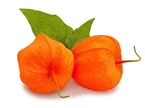 Physalis auf Isolation auf Weiß isoliert.