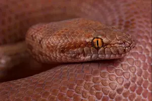 Pygmeerpython / Antaresia perthensis