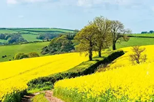 Rapsfelder und Bauernhöfe in Devon, England