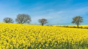 Rapsfelder und Bauernhöfe in Devon, England