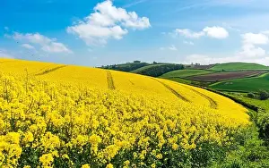 Weizenfelder und Bauernhöfe in Devon, England