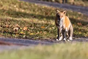 Rotfuchs im Herbst