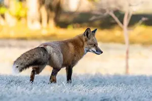 Rotfuchs im Herbst