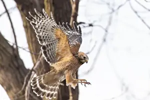 Bügelbussard (Buteo lineatus) Brutplatz.