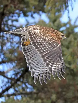 Rotachter Habicht fliegt im Wald, Quebec, Kanada.