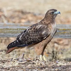Rotwedelbussard jagt auf dem Gelände. Arastradero Preserve, Santa Clara County, Kalifornien, USA