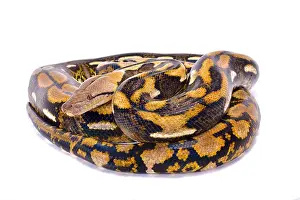 Reticulierte Python, Malayopython reticulatus