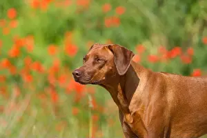 Rhodesischer Ridgeback Portrait