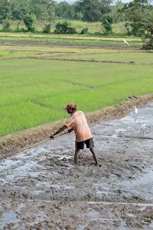 Rice field