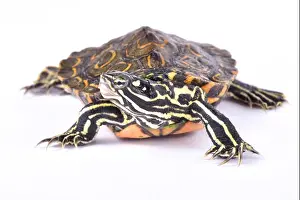 Rundes Kartenkäfertorten, Graptemys oculifera