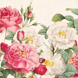 Gerahmter Druck : Rosenblumen, Blumendesign im Quadratformat Gerahmter Druck : Rosenblumen, Blumendesign im Quadratformat