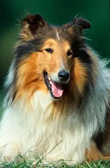 Drucke von Rough Collie Tierporträts Drucke: Rough Collie