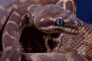 Grobmaschensnake / mehrlische Karinate