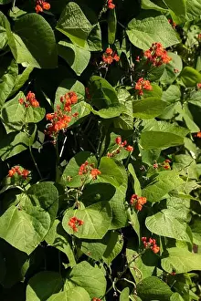 Runner-Bohne (Feuerlicht) wächst in einem Gartenumfeld.