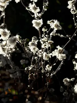 Drucke von Schöne Natur, Herbstgefühl in den Straßen von Berlin Abstrakte Kunst Drucke: Schöne Natur