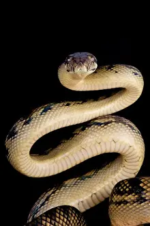 Schleimpython / Morelia amethystinum