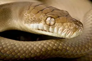 Schaumpython (Morelia amethistina)