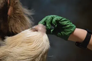 Gerahmter Druck : Sloth in einem Ast. Gerahmter Druck : Sloth in einem Ast.