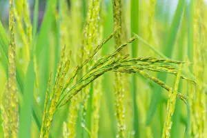 Die weiche verschwommene und weiche Schärfe der Oberflächenstruktur von Reispollen, Blüte des Reisfeldes in der reproduktiven Phase.