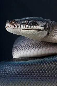 Südlicher Lippenpython / Leiopython hoserae