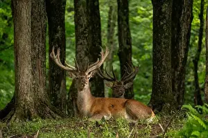 Zwei Hirsche liegen im Wald, schauen weg. Natürlicher Wildreservat, Ottawa, Kanada. Hochwertige Foto.