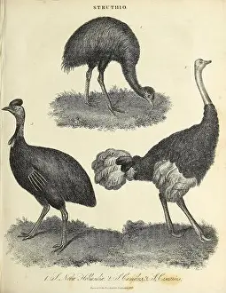 Struthio [TypusGattung der Struthionidae]