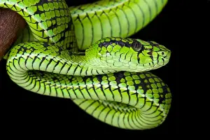 Sumpf-nagelfeuer (Parias sumatranus)