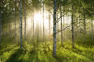 Sonnenlicht im Wald der Birkenbäume