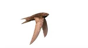 Schnell, Vogel in schneller Flug, isoliert.