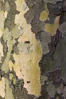 Gerahmter Druck : Muster der Sycamore-Baumrinde Gerahmter Druck : Muster der Sycamore-Baumrinde