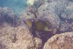 Titan-Triggerschwanz, Riesentriggerfisch