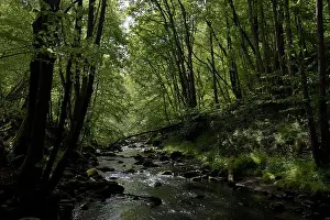 Idyllischer Waldfluss in der Frühlingssaison, friedlicher Hintergrund für die Achtsamkeit in Schottland, UK.