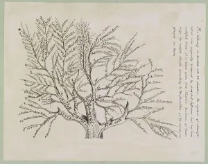 Baum der Bibliotheksordnungen