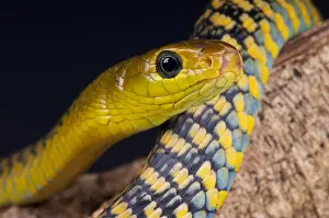 Baumschlangen/Thrasops jackonii