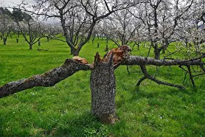 Baum geteilt in zwei auf blühendem Kirschobstwiesenfeld