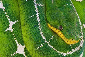 Oberflächennasenboa / Corallus batesii