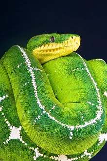 Oberflächennasenboa / Corallus batesii