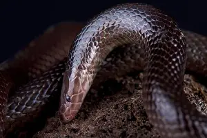 Die Variablen Schlangenwurmartige Eidechse (Atractaspis irregularis)