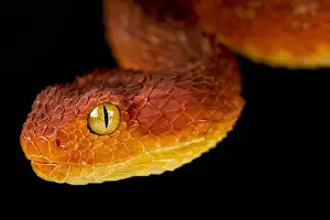 Veränderliche Buschvipper (Atheris squamigera)