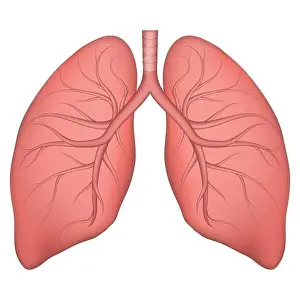 Zeichnung der Vektorillustration menschlicher Atemwegsstruktur. Ehrgeizvolle Zeichnung für ein anatomisches Lehrbuch oder Artikel über pulmonale Krankheiten. Normaler Zustand der Lungen